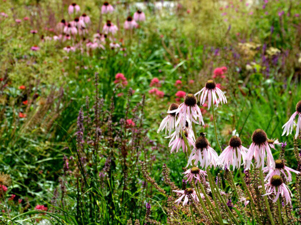 Präriegarten
