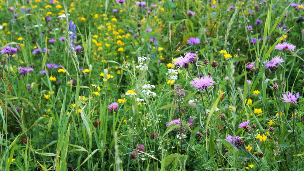 Blumenwiese