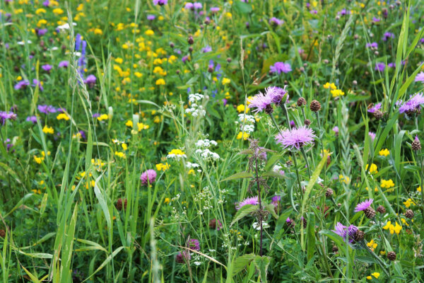 Blumenwiese