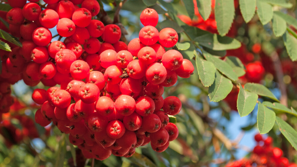 Vogelbeeren