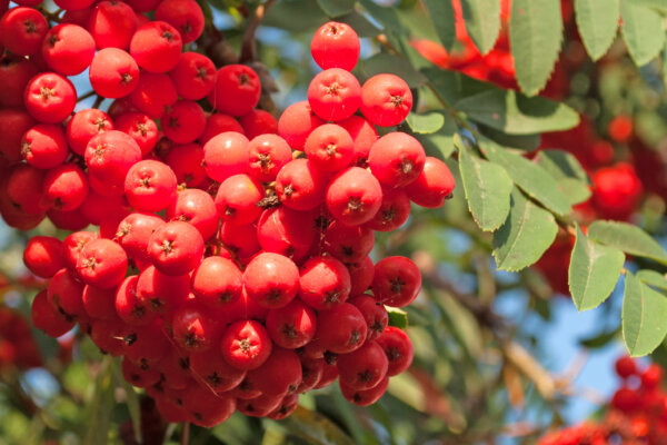 Vogelbeeren