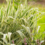 10 beliebte heimische Ziergräser für den Garten