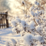 Clevere Strategien – so kommen Pflanzen durch den Winter