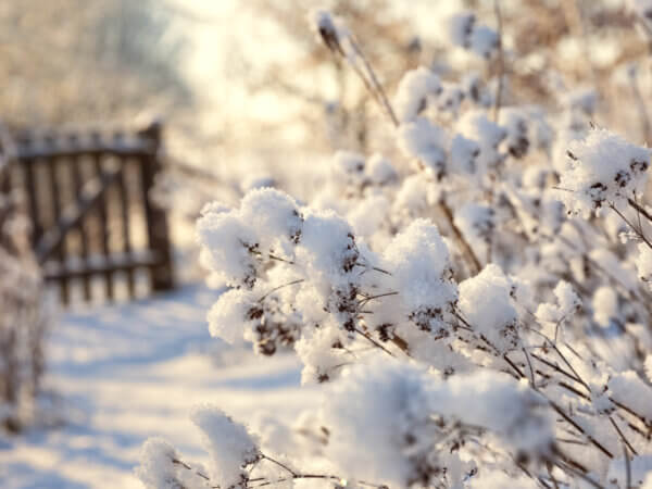 Clevere Strategien – so kommen Pflanzen durch den Winter