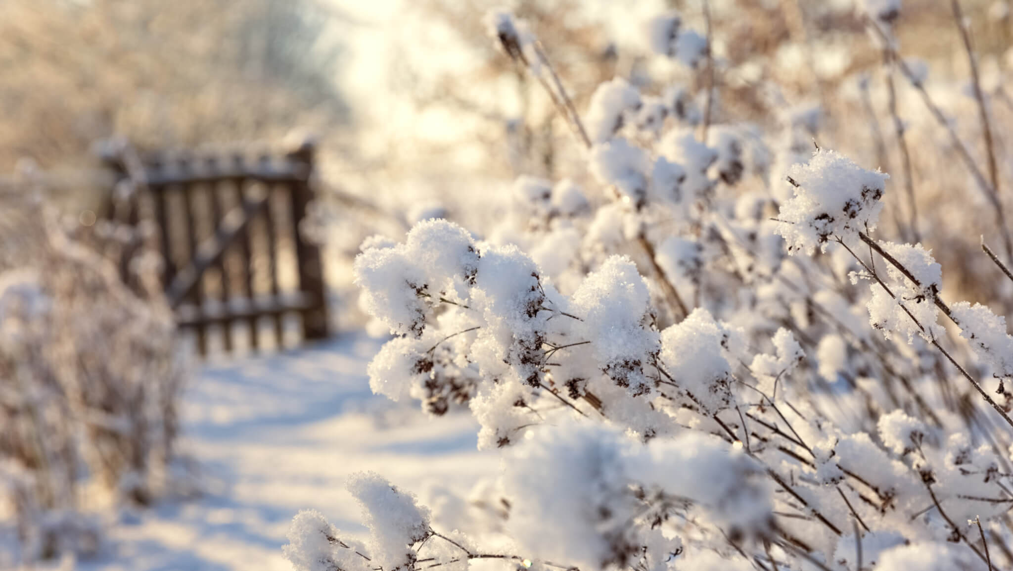 Clevere Strategien  so kommen Pflanzen durch den Winter - Samenhaus  Gartenblog