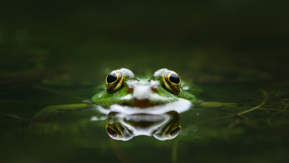Frosch