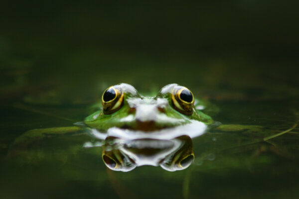 Frosch