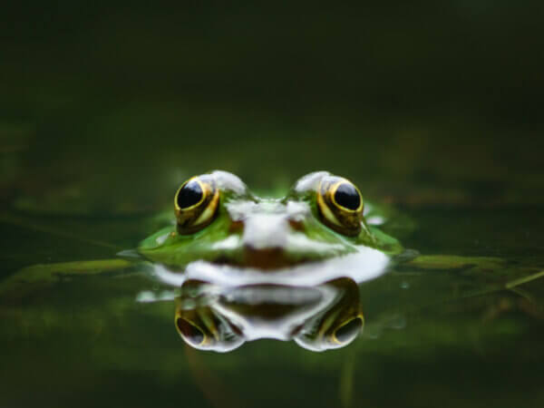 Frosch