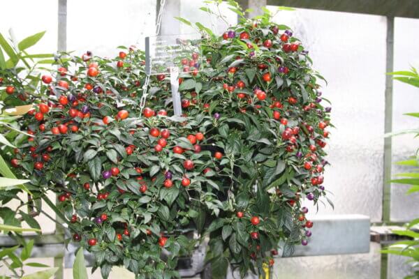 Chili Wintergarten