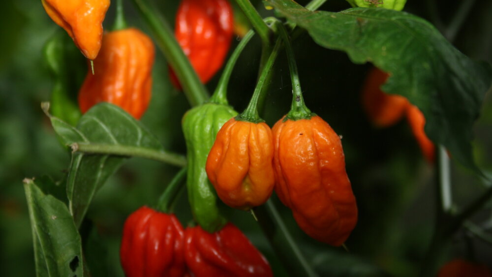 Chilis Wilhelma