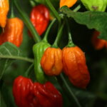 Die Chili-Ausstellung in der Wilhelma: Feurige Vielfalt und scharfe Einblicke