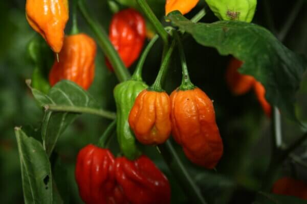 Chilis Wilhelma