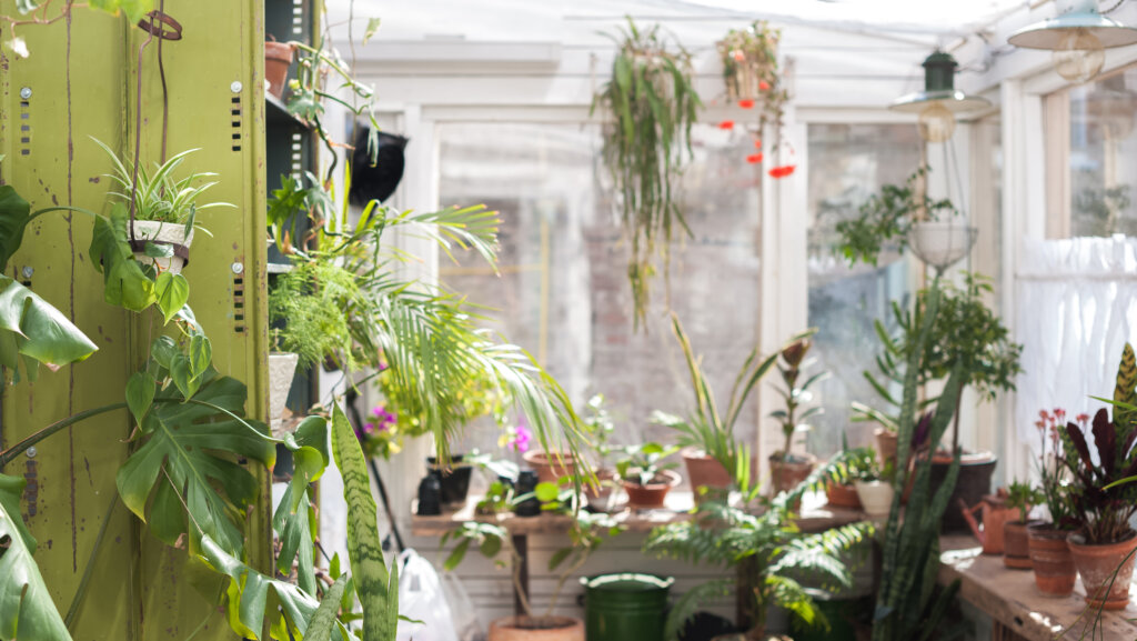 Die schönsten Pflanzen für den Wintergarten: Vielfalt und Pflege-Tipps für ein blühendes Paradies