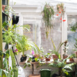 Die schönsten Pflanzen für den Wintergarten: Vielfalt und Pflege-Tipps für ein blühendes Paradies