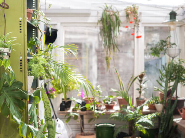 Die schönsten Pflanzen für den Wintergarten: Vielfalt und Pflege-Tipps für ein blühendes Paradies
