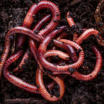 10 spannende Fakten – was Sie noch nicht über Regenwürmer wussten