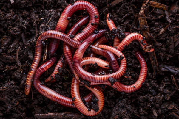 Regenwürmer