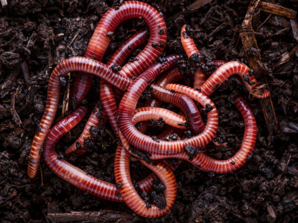 10 spannende Fakten – was Sie noch nicht über Regenwürmer wussten