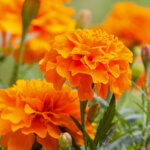 Tagetes – mehr als nur eine schöne Blume