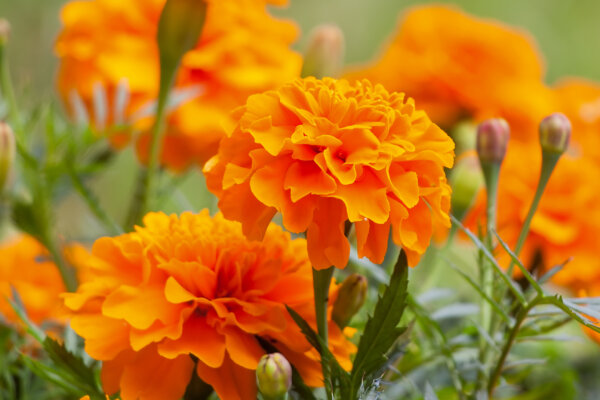 Tagetes