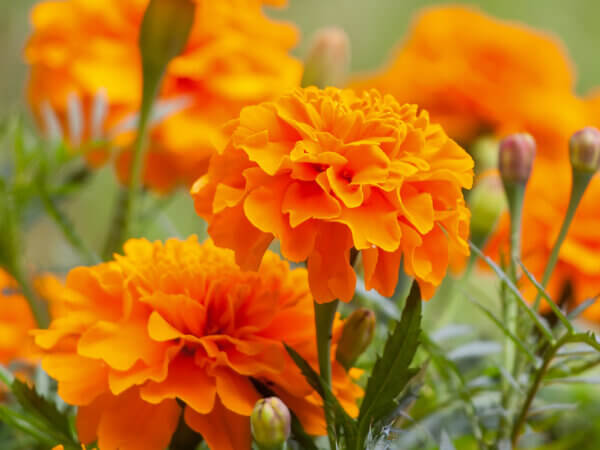 Tagetes – mehr als nur eine schöne Blume