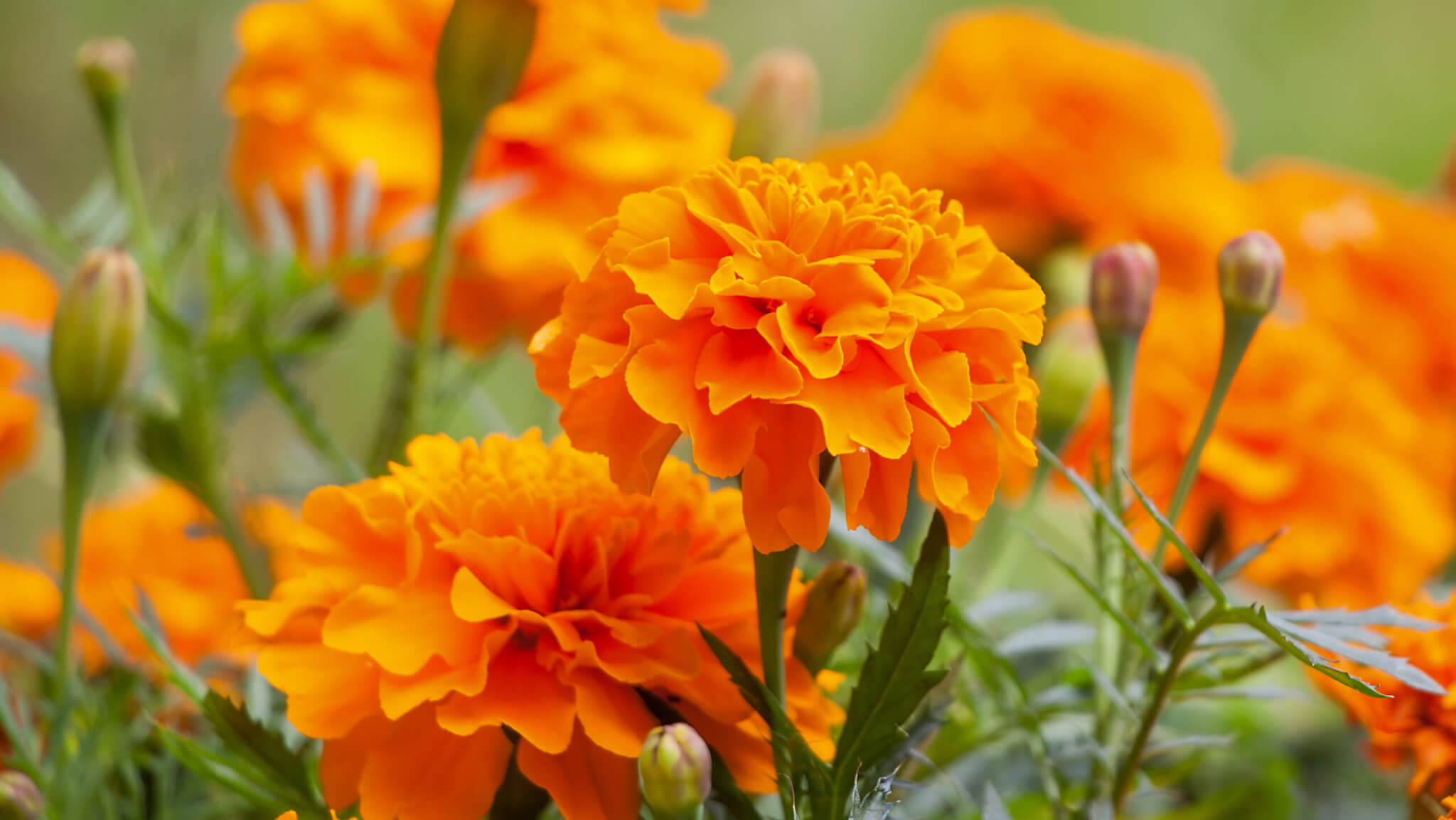 Tagetes  mehr als nur eine schne Blume - Samenhaus Gartenblog