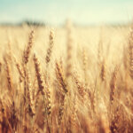 Blick in die Pflanzen-Geschichte – das 1. Jahrhundert