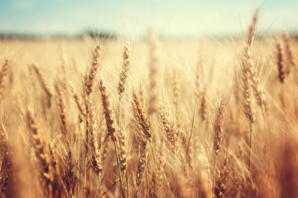 Getreidefeld