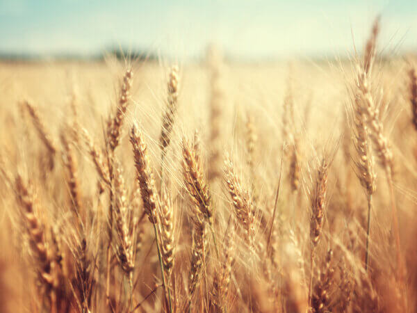 Blick in die Pflanzen-Geschichte – das 1. Jahrhundert