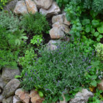 Blick in die Pflanzen-Geschichte – das 3. Jahrhundert