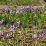 Blick in die Pflanzen-Geschichte – das 4. Jahrhundert