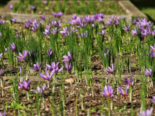 Blick in die Pflanzen-Geschichte – das 4. Jahrhundert