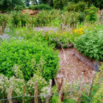 Legen Sie einen Biogarten an: Diese 10 Fragen helfen Ihnen dabei