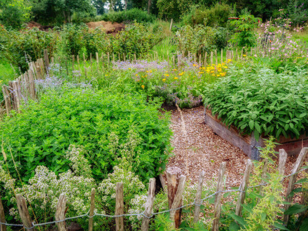 Legen Sie einen Biogarten an: Diese 10 Fragen helfen Ihnen dabei