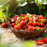 Erdbeerpflanzen nach der Ernte: So pflegen Sie sie richtig