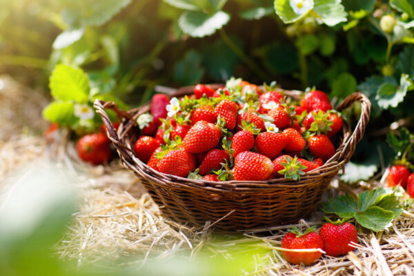 Erdbeerkorb