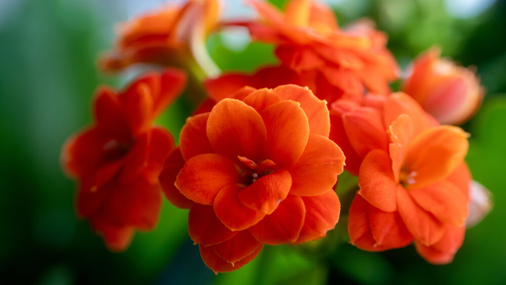 Flammendes Käthchen