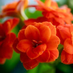 Warum blüht mein Flammendes Käthchen nicht?