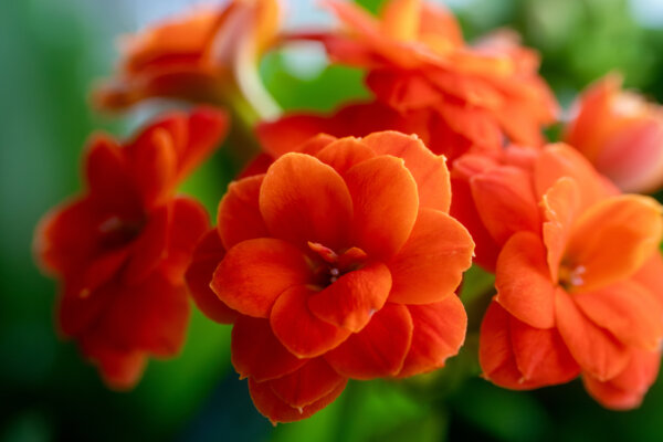 Flammendes Käthchen