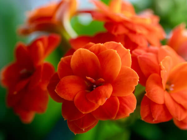 Flammendes Käthchen