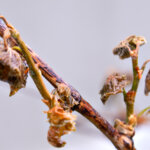 Frostschäden im Garten – was tun?