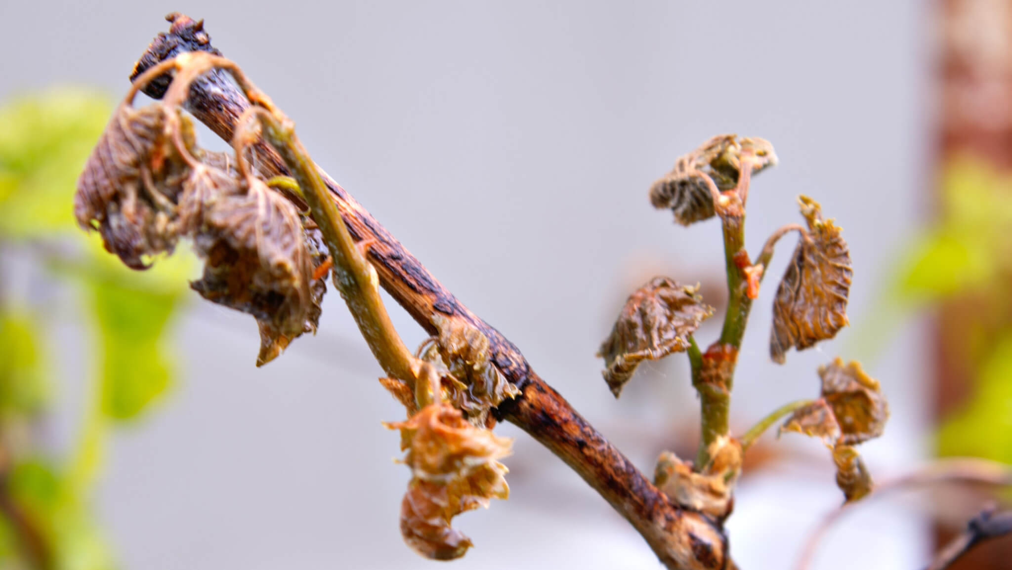 Frostschden im Garten - was tun? - Samenhaus Gartenblog