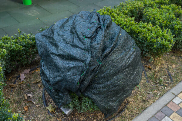 Pflanzen Winterschutz