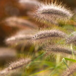 Gartengräser: Eleganz und Vielseitigkeit für jeden Garten