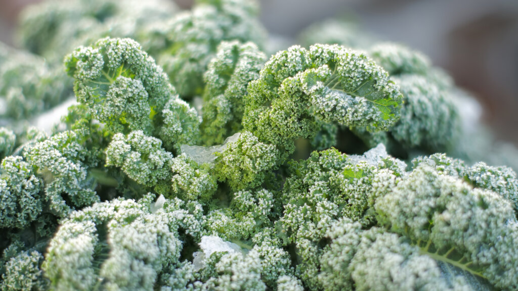 20 Gartenmythen und was stimmt davon wirklich?