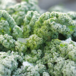 20 Gartenmythen und was stimmt davon wirklich?