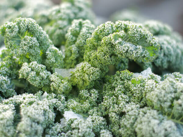 20 Gartenmythen und was stimmt davon wirklich?