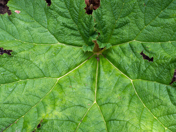 Diese 20 Sträucher richten einen erheblichen Schaden im Ökosystem an