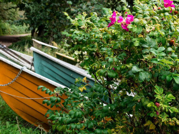 Küstengarten – darf es etwas Meer sein?