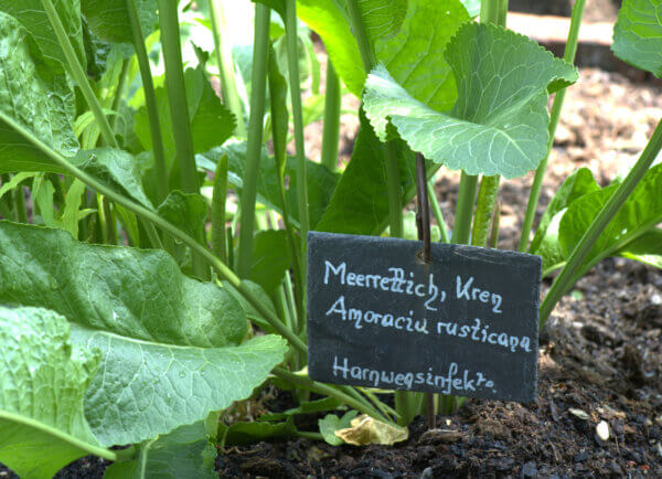 Meerrettich anbau